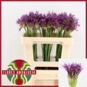 ALLIUM Purple Rain fuchsia - Flores...